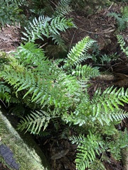 Asplenium lamprophyllum (Asplenium lamprophyllum)