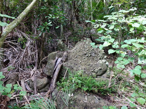 Asplenium lamprophyllum (Asplenium lamprophyllum)