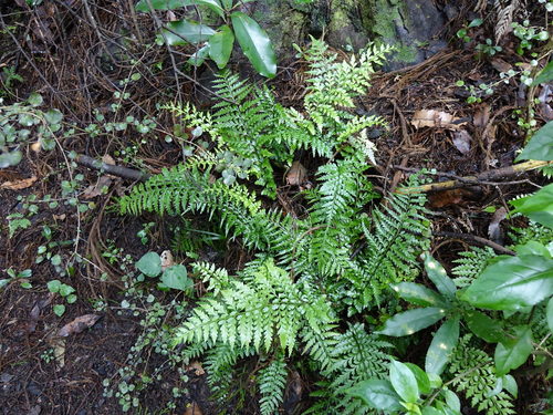Asplenium lamprophyllum (Asplenium lamprophyllum)