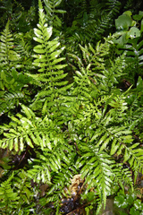 Asplenium lamprophyllum (Asplenium lamprophyllum)