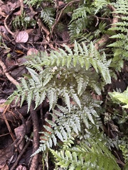 Asplenium lamprophyllum (Asplenium lamprophyllum)