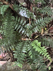 Asplenium lamprophyllum (Asplenium lamprophyllum)