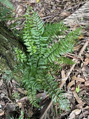Asplenium lamprophyllum (Asplenium lamprophyllum)