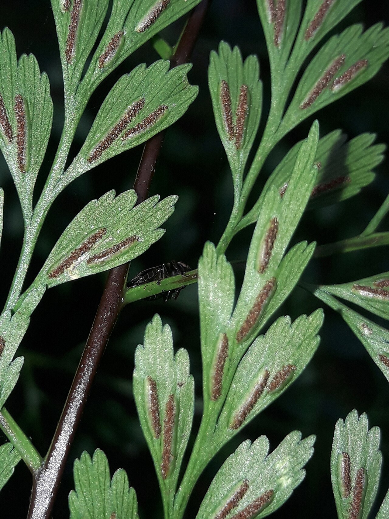 Johnstone River fern: Asplenium laserpitiifolium