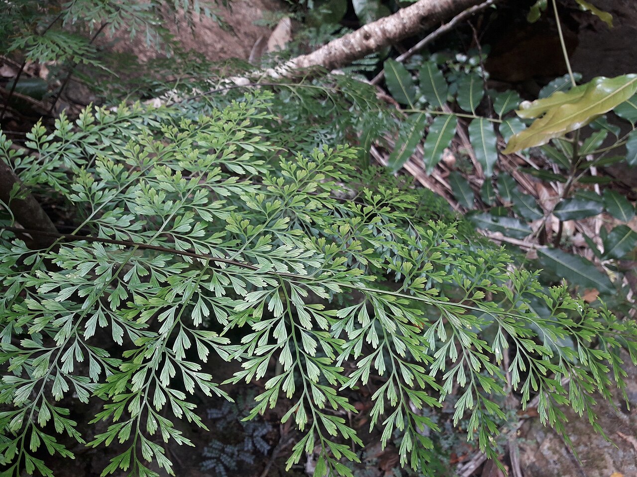 Johnstone River fern: Asplenium laserpitiifolium