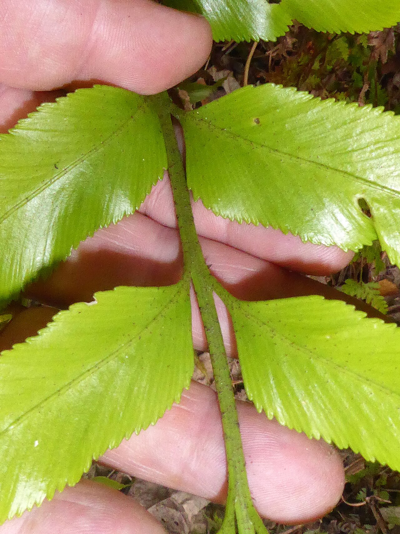 Asplenium lepidotum: Asplenium lepidotum
