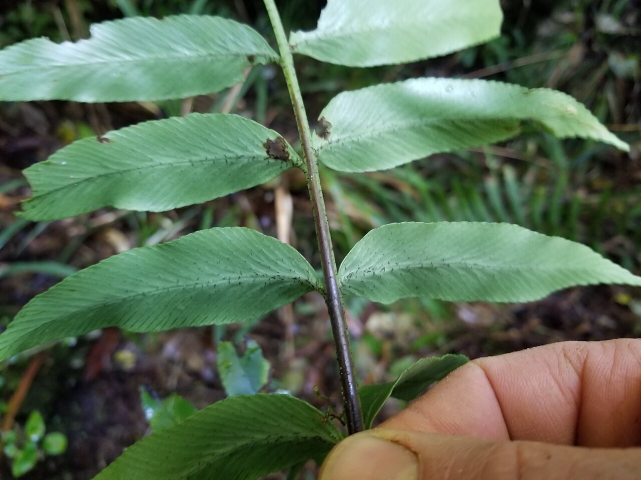 Asplenium lepidotum: Asplenium lepidotum