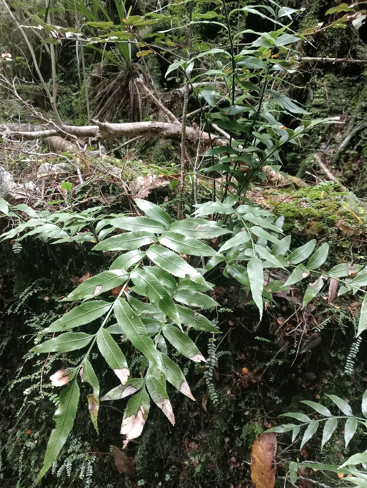 Asplenium lepidotum: Asplenium lepidotum