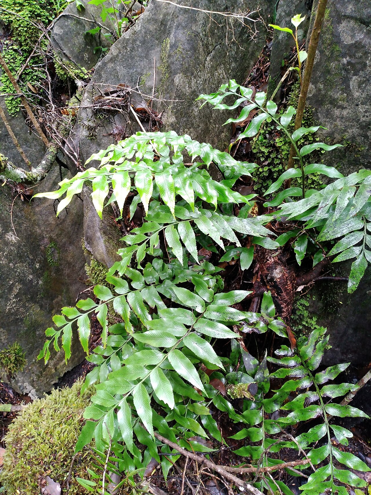 Asplenium lepidotum: Asplenium lepidotum