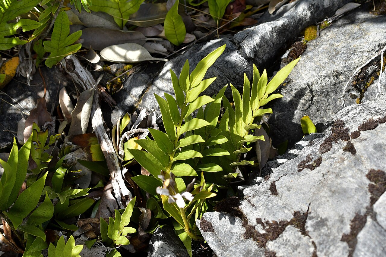 Asplenium lepidotum: Asplenium lepidotum