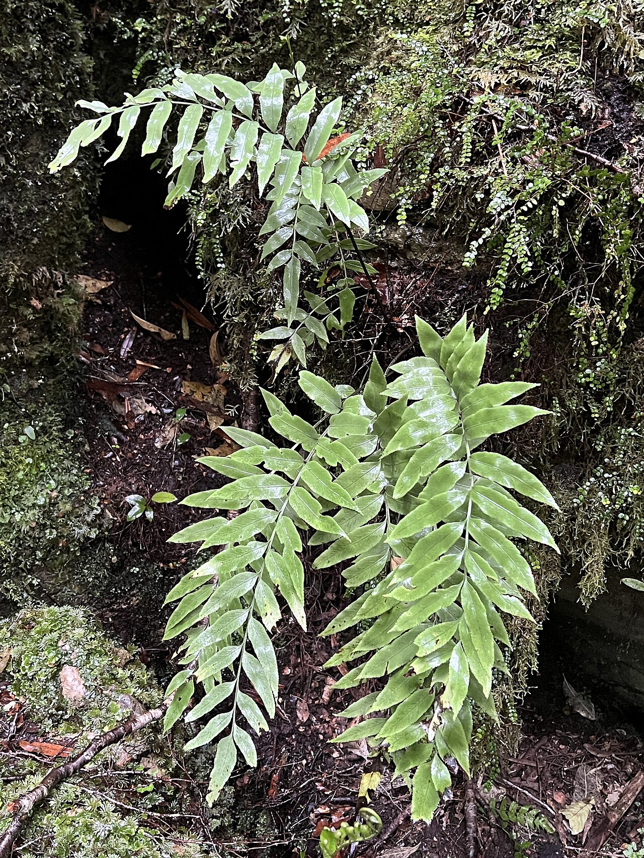 Asplenium lepidotum: Asplenium lepidotum