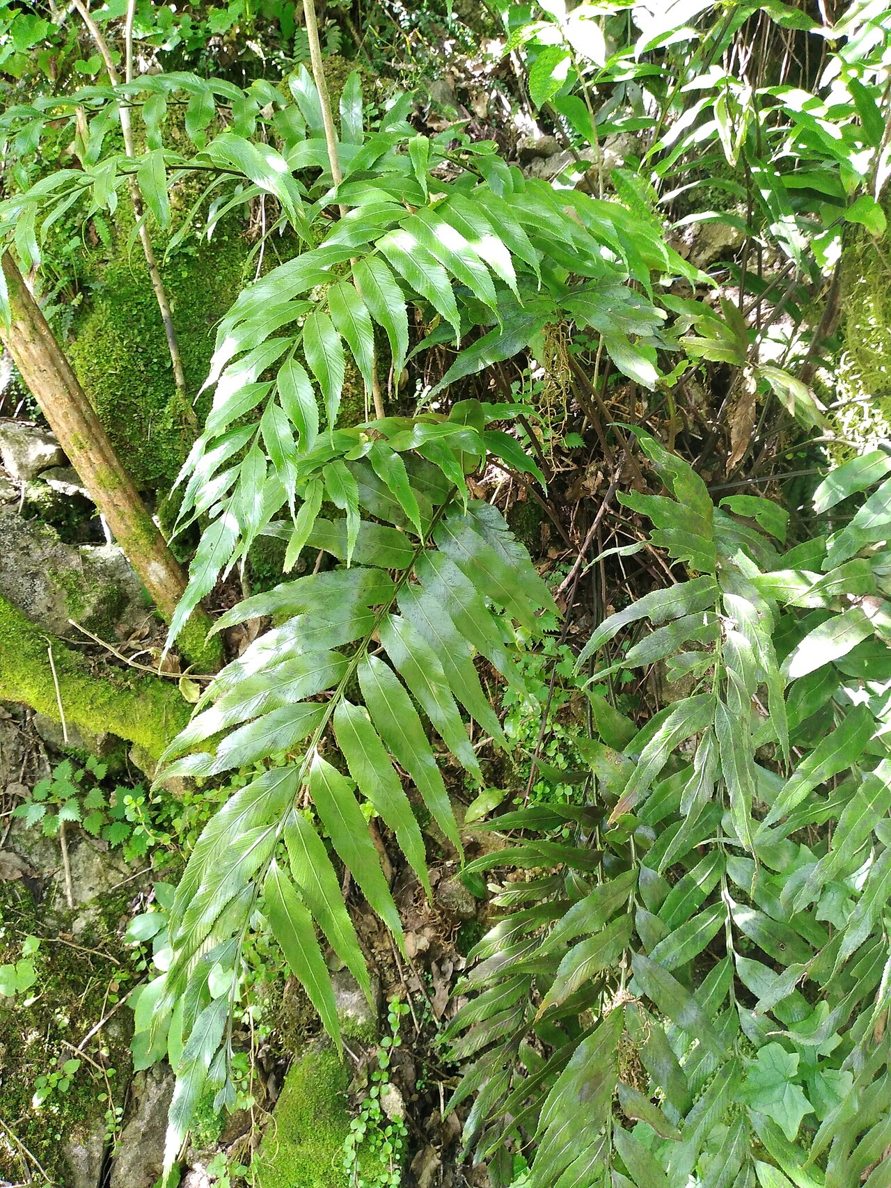 Asplenium lepidotum: Asplenium lepidotum