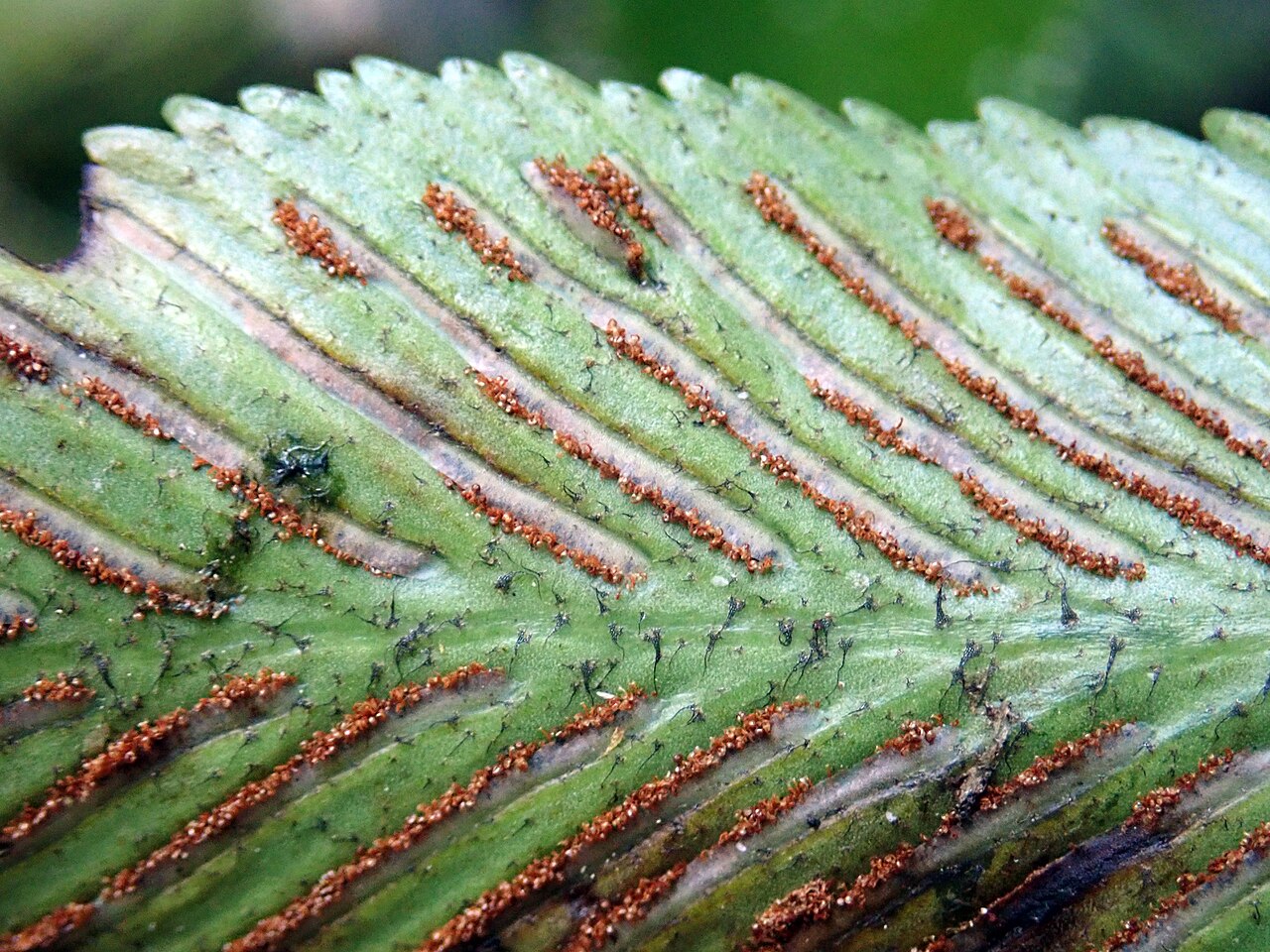 Asplenium lepidotum: Asplenium lepidotum