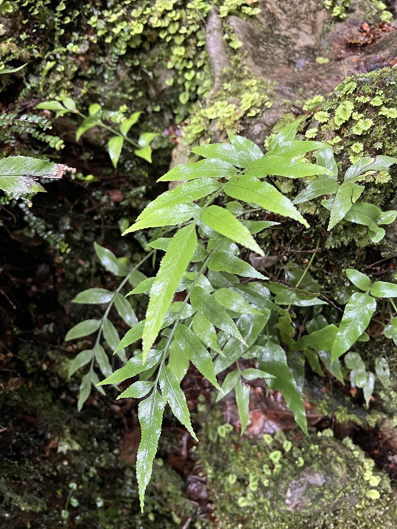 Asplenium lepidotum: Asplenium lepidotum