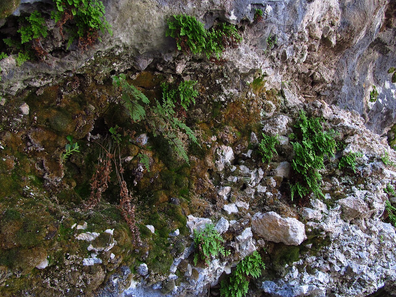 Asplenium lepidum: Spleenwort