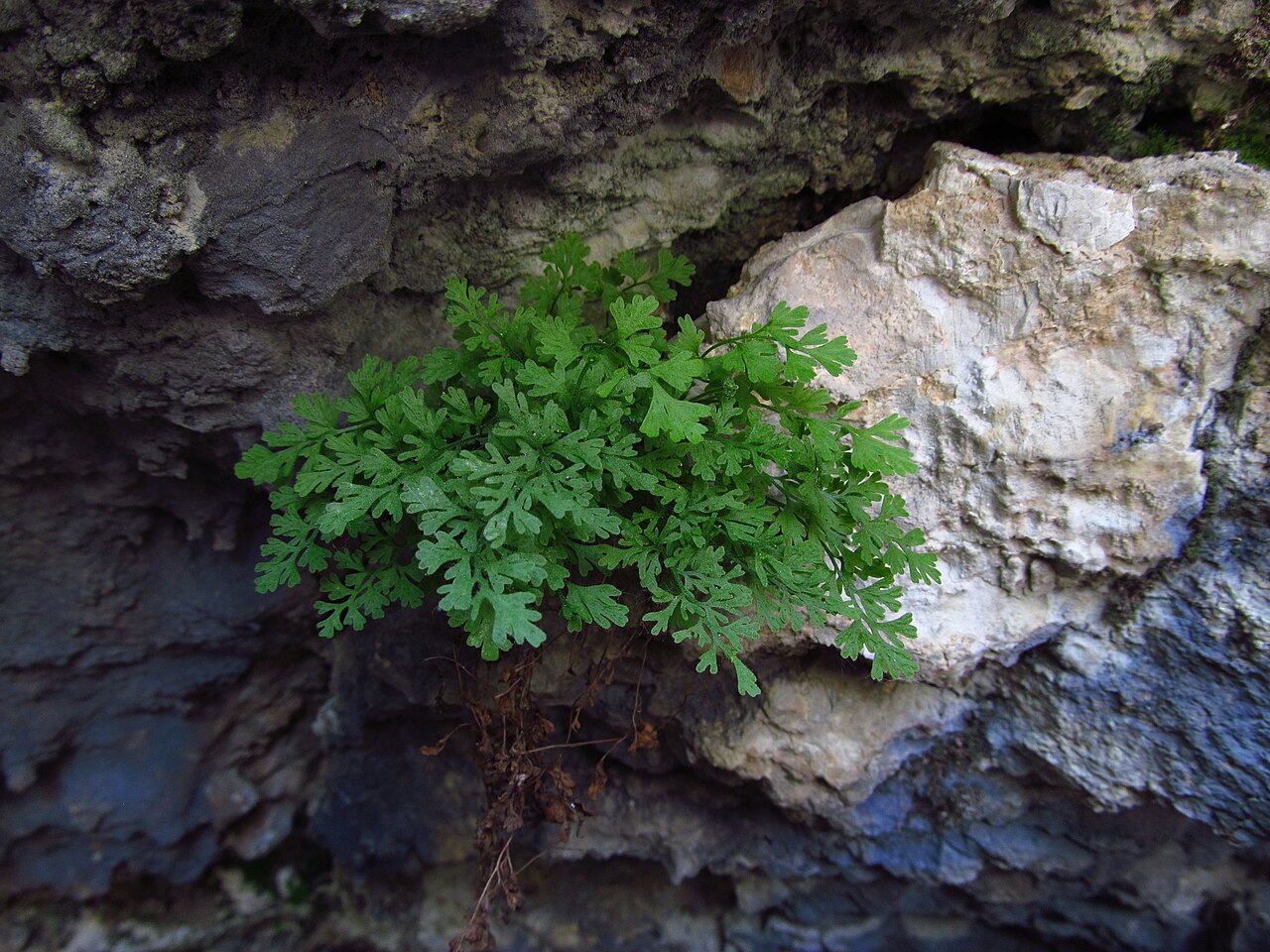 Asplenium lepidum: Spleenwort