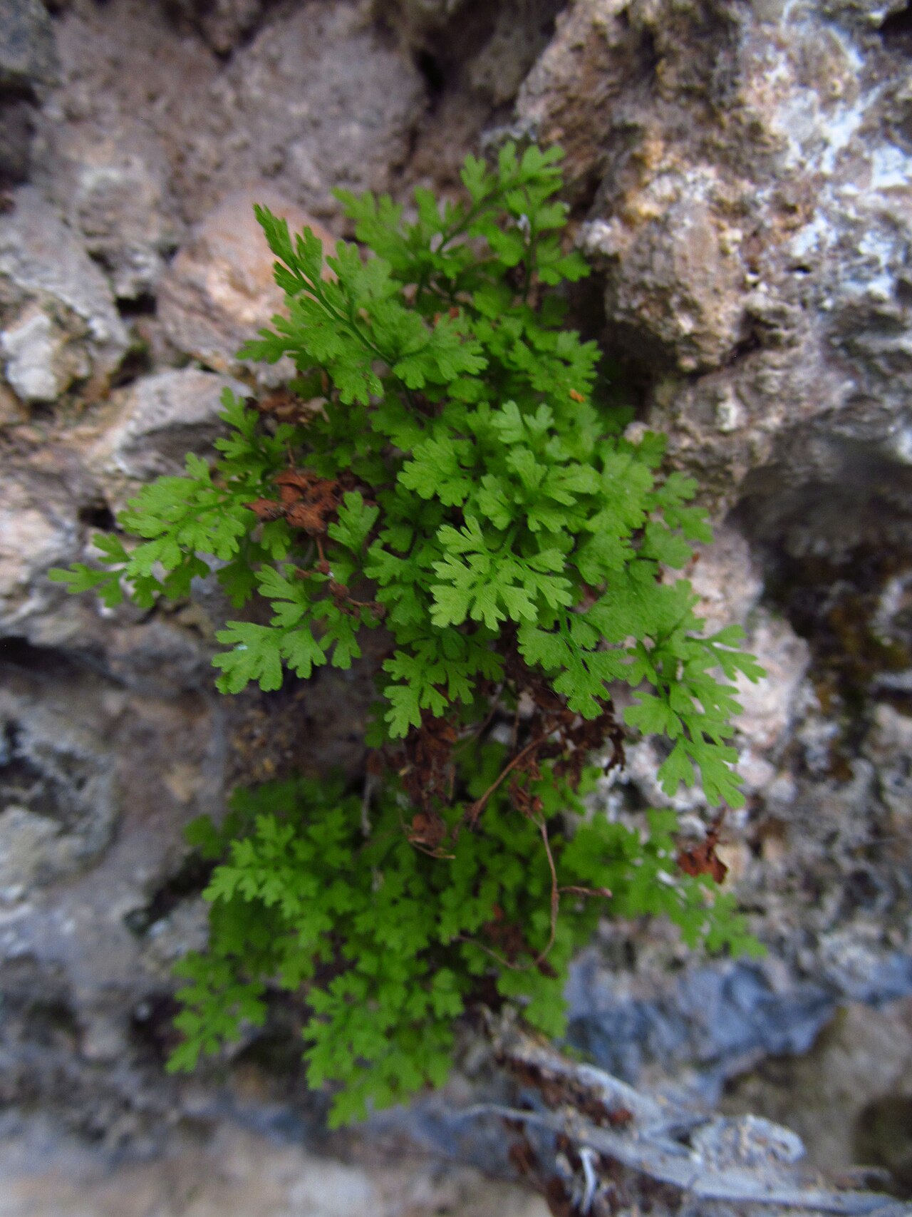 Asplenium lepidum: Spleenwort