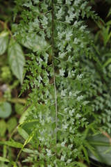 Asplenium lividum (Asplenium lividum)