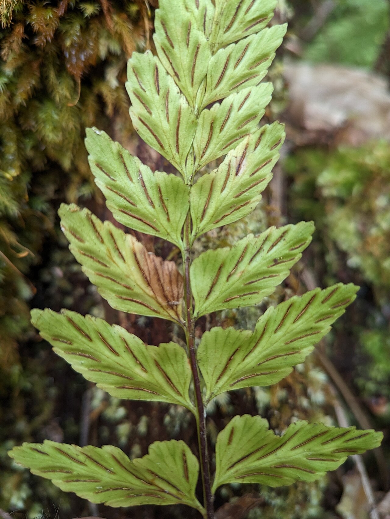 Piipiilau manamana: Asplenium lobulatum in the United States