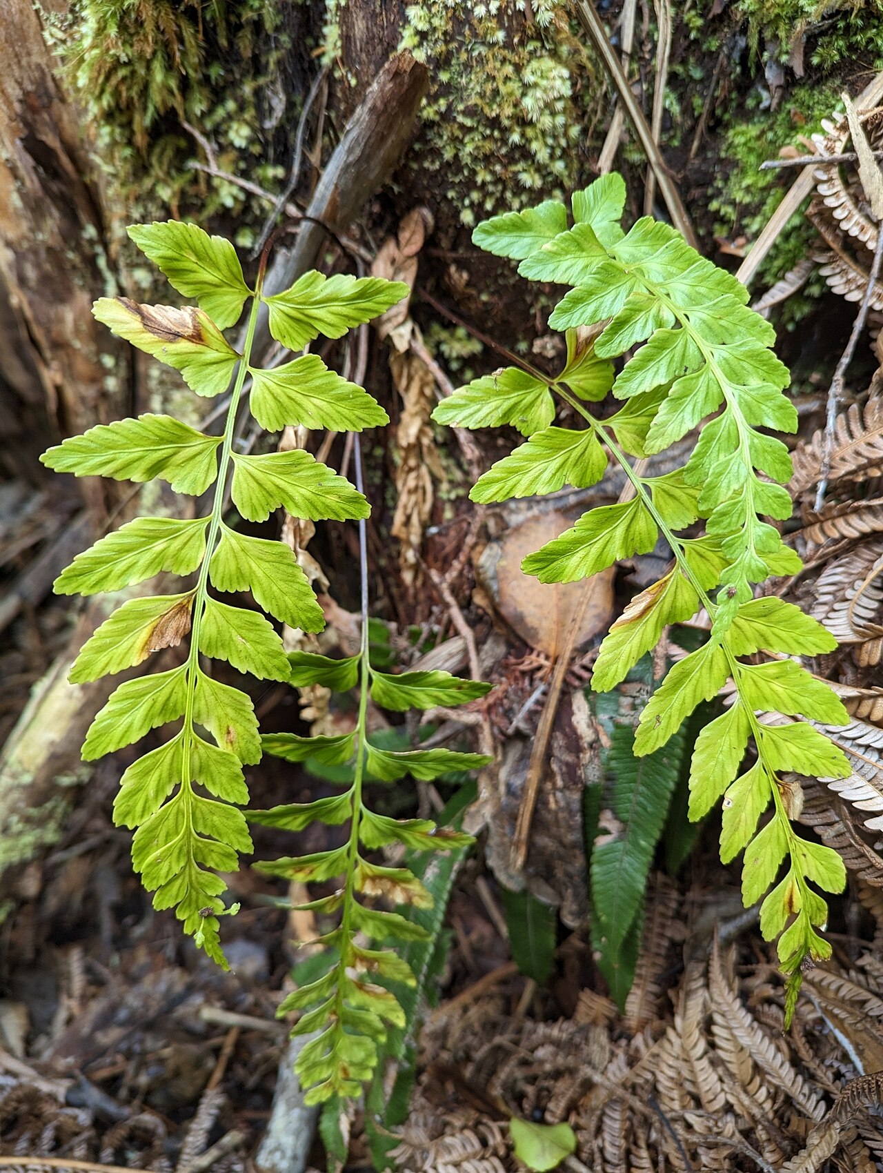 Piipiilau manamana: Asplenium lobulatum in the United States