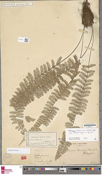 Asplenium longissimum: Darea furcata var. rigida Blume (type of) - Asplenium belangeri Kunze