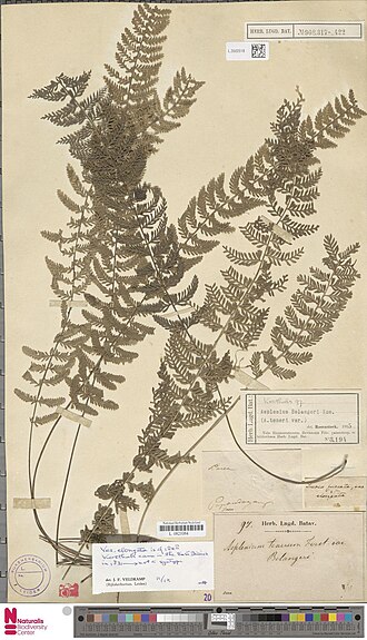 Asplenium longissimum: Darea furcata var. elongata Blume (type of) - Asplenium belangerii (Bory) Kunze