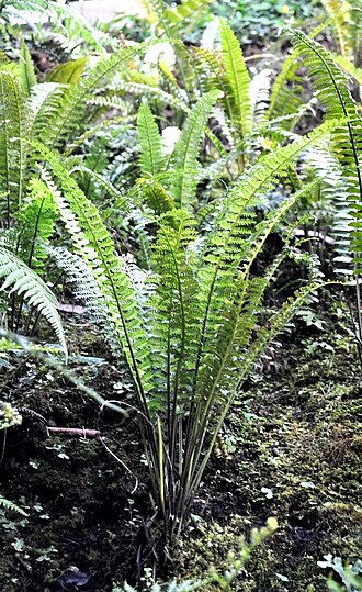 Asplenium longissimum: Asplenium sp. , Cisarua, West Bandung Regency. According to "Jenis Paku Indonesia", it is most probably A. belangeri (Bory) Kze. ("paku tamaga").