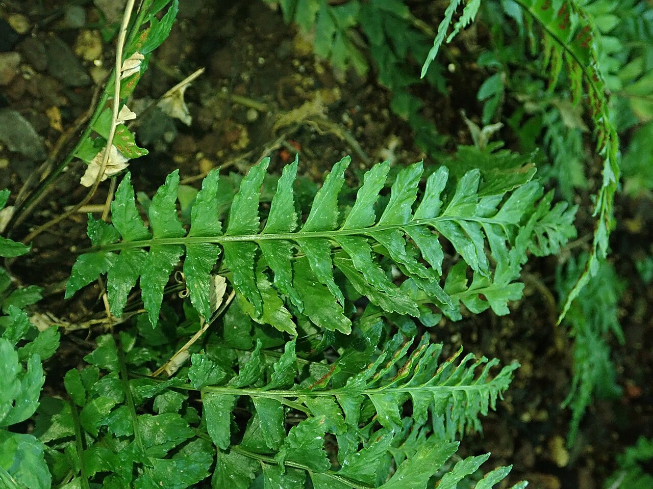 Asplenium lunulatum: Asplenium lunulatum , botanical garden in Berlin.