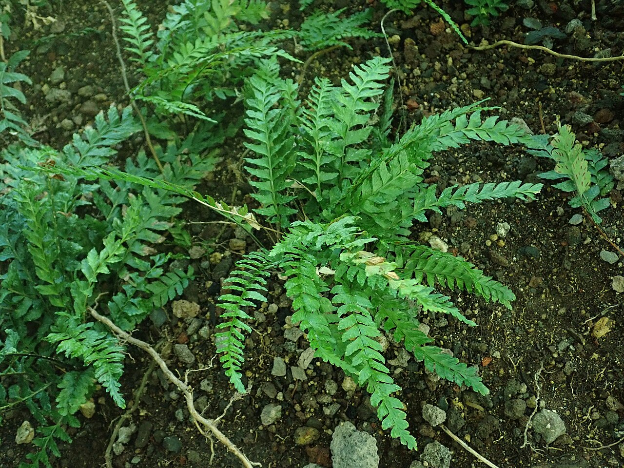 Asplenium lunulatum: Asplenium lunulatum , botanical garden in Berlin.