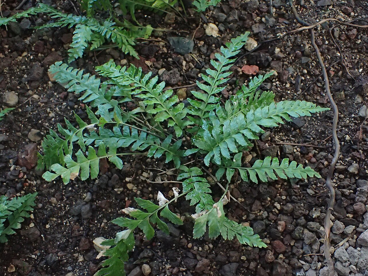 Asplenium lunulatum: Asplenium lunulatum in the Botanischer Garten, Berlin-Dahlem