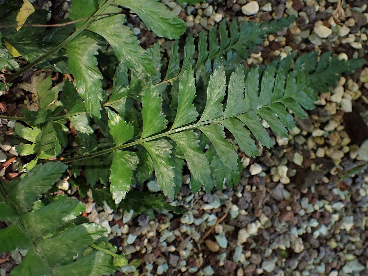 Asplenium lunulatum: Asplenium lunulatum in the Botanischer Garten, Berlin-Dahlem