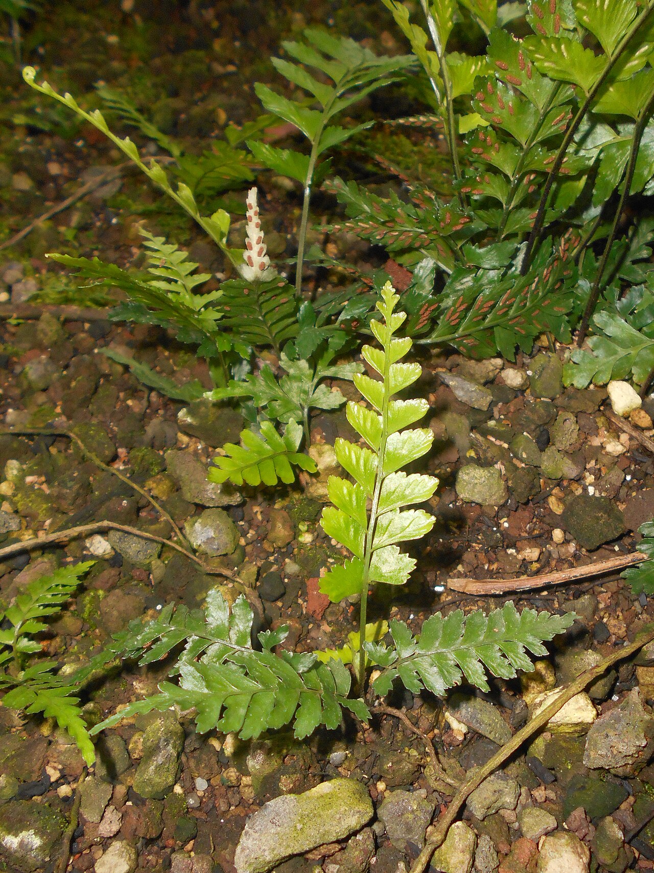 Asplenium lunulatum: Asplenium lunulatum , Botanischer Garten Berlin.