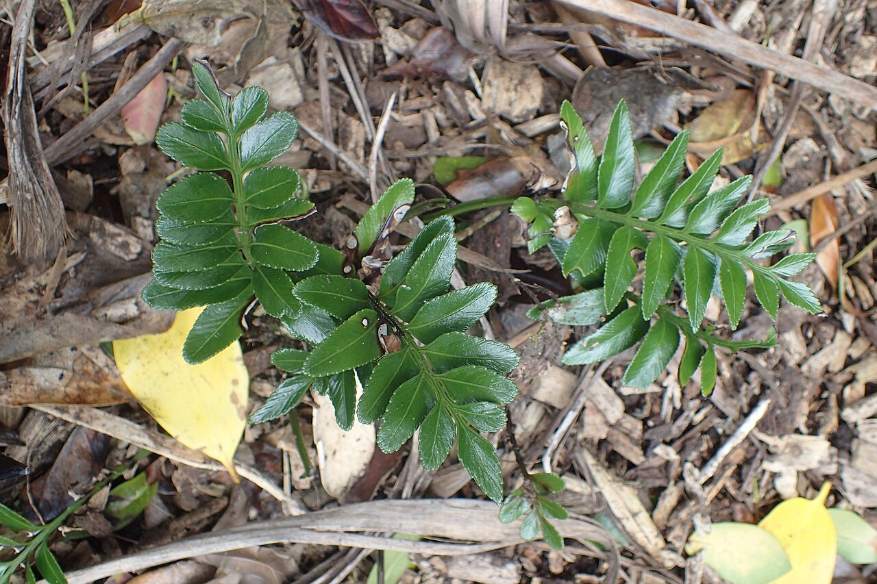 Asplenium lyallii: Asplenium chathamense in Auckland Botanic Gardens