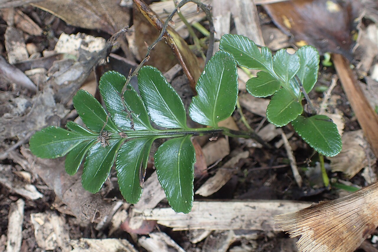 Asplenium lyallii: Asplenium lyallii (by mistake labelled as A. chathamense) in Auckland Botanic Gardens