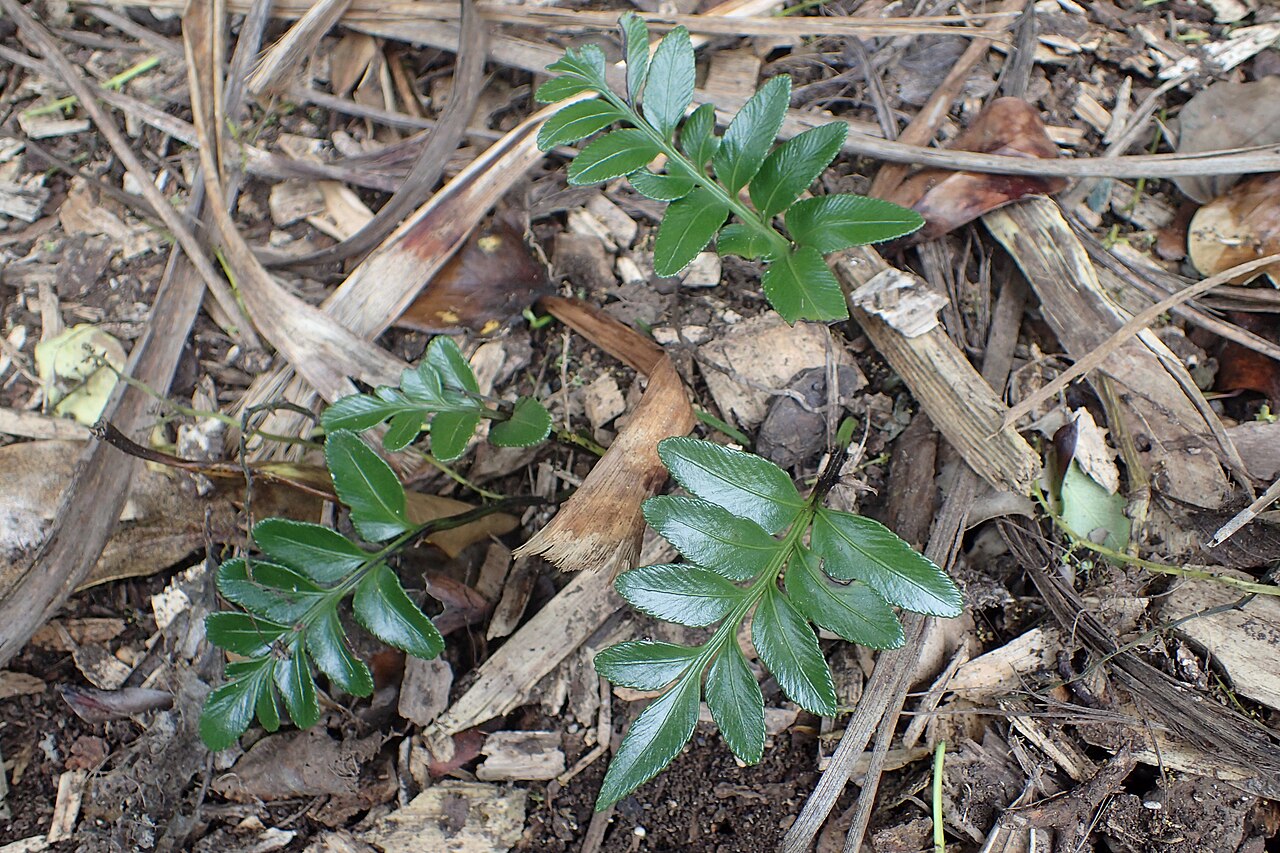 Asplenium lyallii: Asplenium lyallii (by mistake labelled as A. chathamense) in Auckland Botanic Gardens