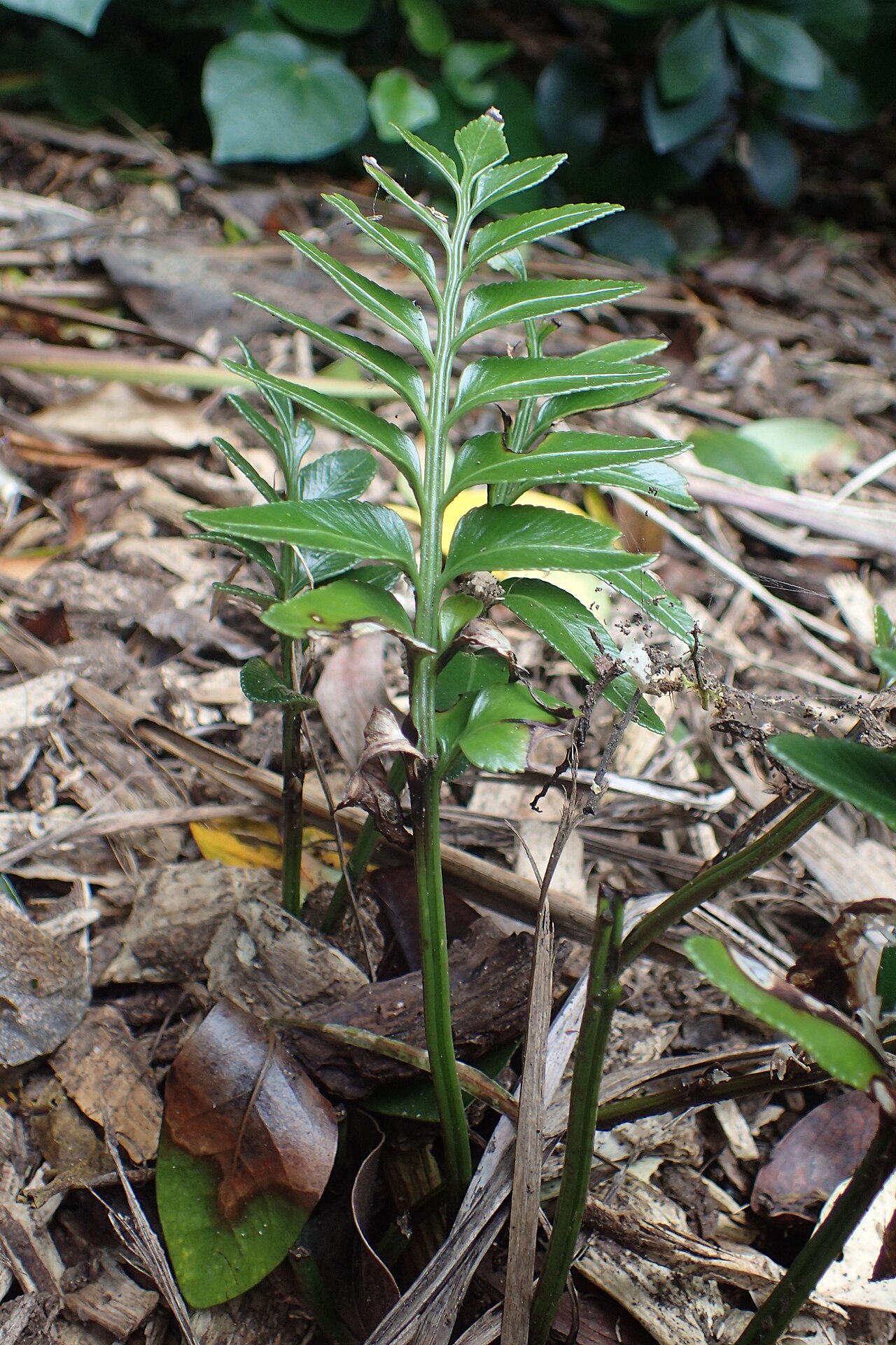 Asplenium lyallii: Asplenium lyallii (by mistake labelled as A. chathamense) in Auckland Botanic Gardens