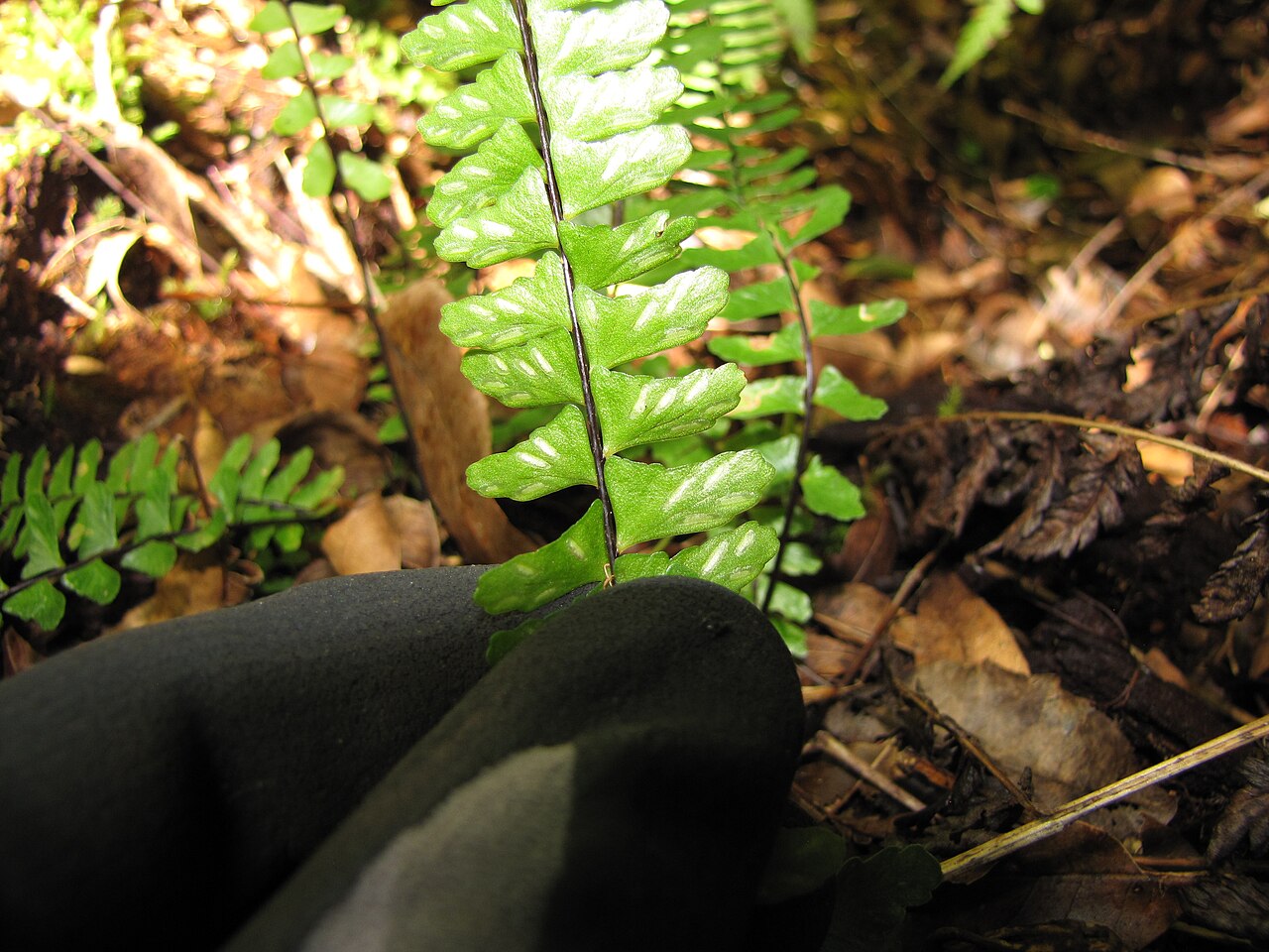 MaCrae's spleenwort: Asplenium macraei (Iwaiwa lau lii) Frond underside with sori at Waikamoi Flume Road, Maui, Hawaii. August 29, 2011 #110829-8695 Image Use Policy
