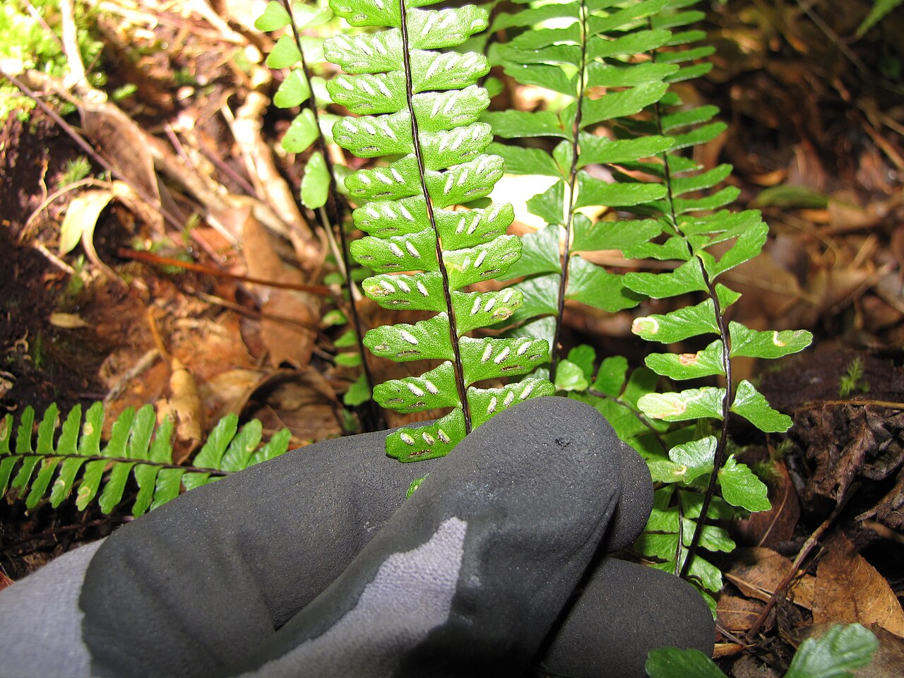 MaCrae's spleenwort: Asplenium macraei (Iwaiwa lau lii) Frond underside with sori at Waikamoi Flume Road, Maui, Hawaii. August 29, 2011 #110829-8696 Image Use Policy