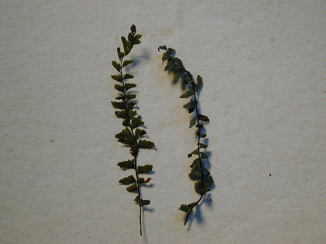MaCrae's spleenwort: Asplenium macraei (fronds). Location: Maui, Makawao Forest Reserve