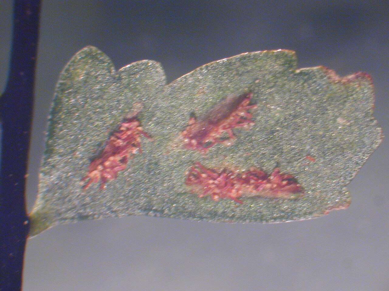 MaCrae's spleenwort: Asplenium macraei (pinna detail). Location: Maui, Makawao Forest Reserve
