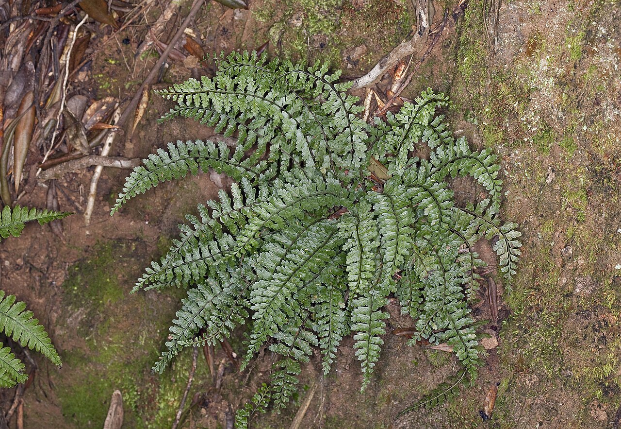 MaCrae's spleenwort: Asplenium macraei (Macrae's spleenwort). Alakai Region, Kauai.