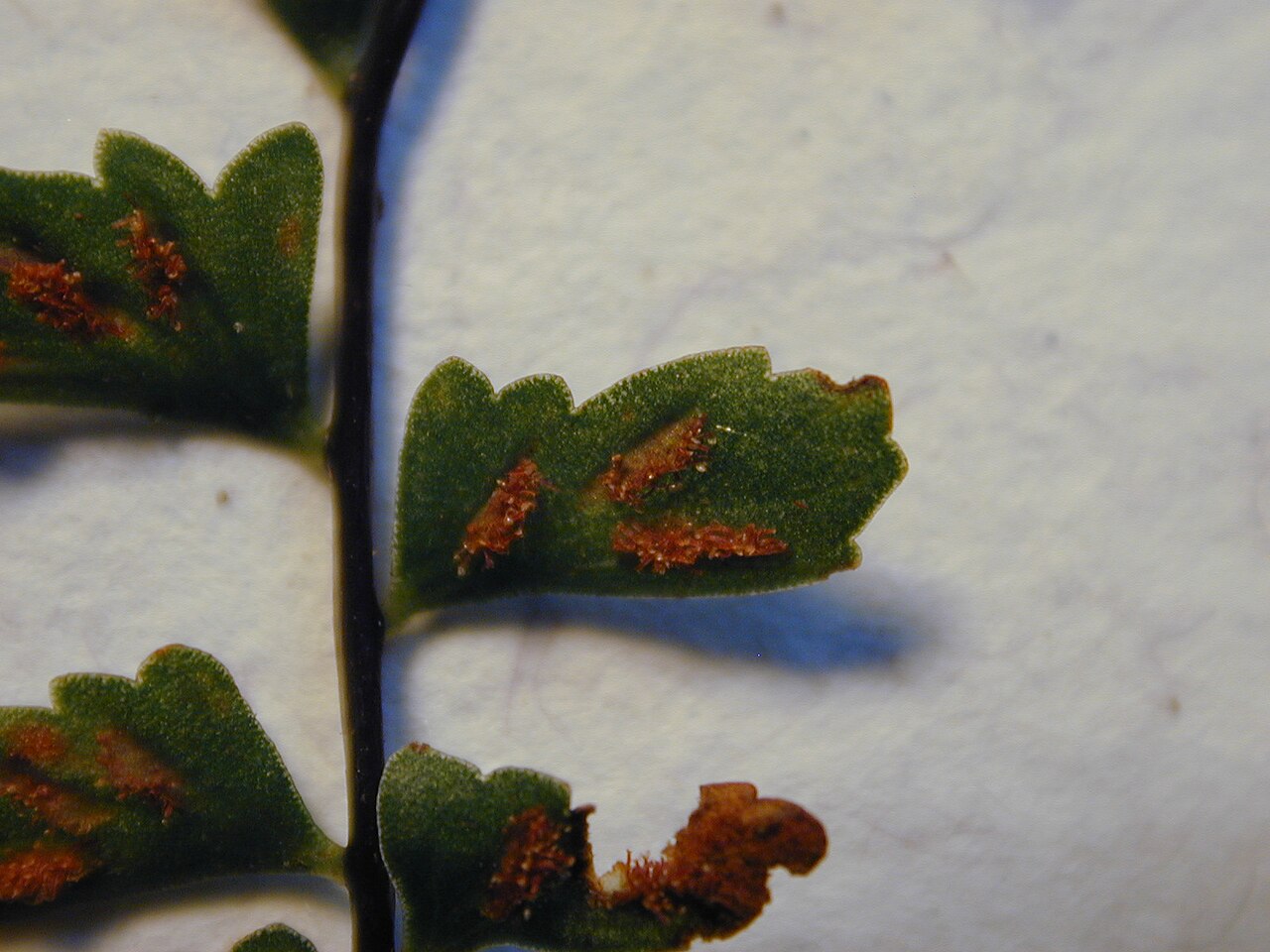 MaCrae's spleenwort: Asplenium macraei (pinna detail). Location: Maui, Makawao Forest Reserve