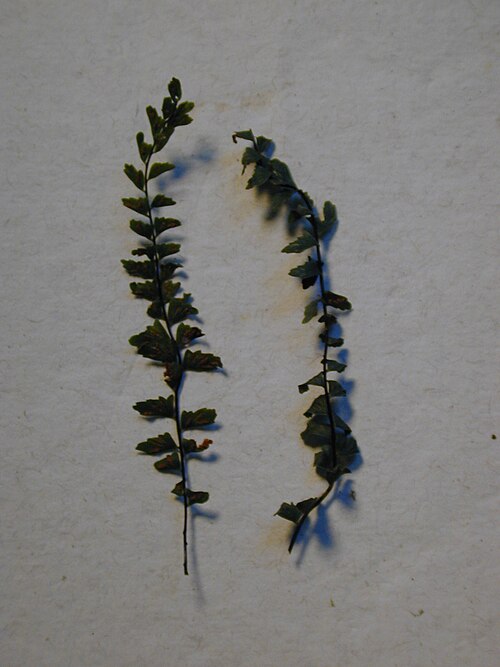 MaCrae's spleenwort: Asplenium macraei (fronds). Location: Maui, Makawao Forest Reserve