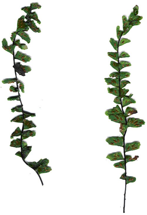 MaCrae's spleenwort: Asplenium macraei (fronds). Location: Maui, Makawao Forest Reserve