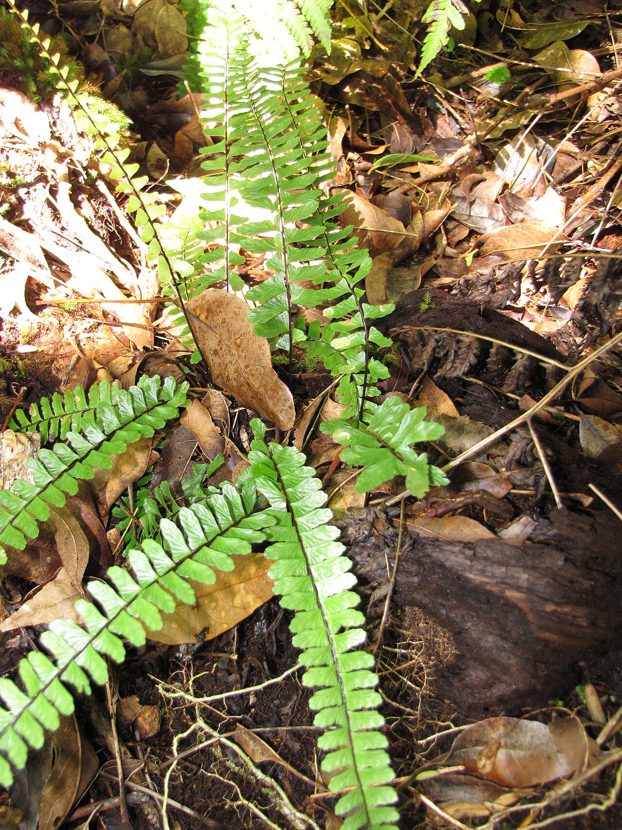 MaCrae's spleenwort: Asplenium macraei (Iwaiwa lau lii) Habit at Waikamoi Flume Road, Maui, Hawaii. August 29, 2011 #110829-8697 Image Use Policy