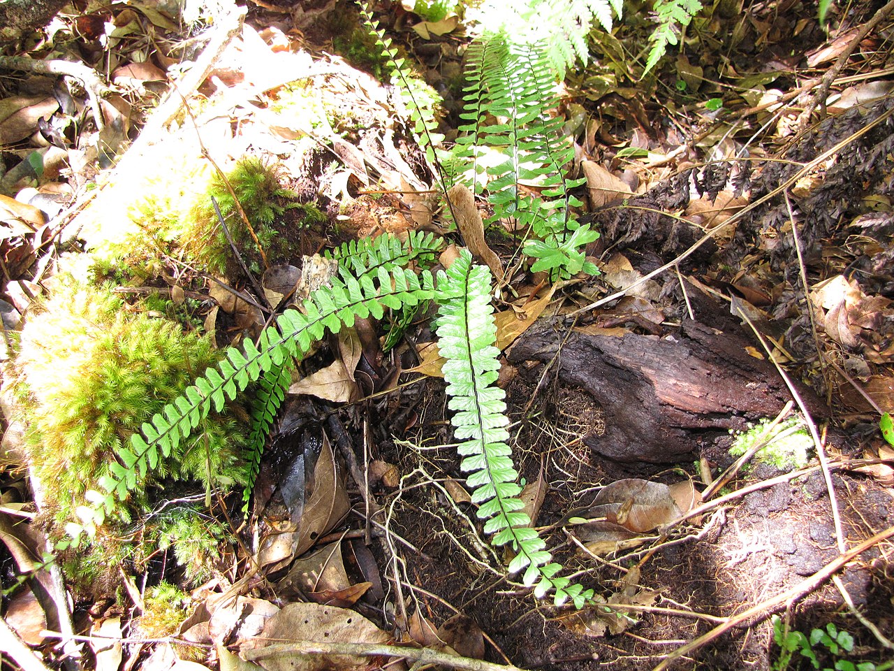 MaCrae's spleenwort: Asplenium macraei (Iwaiwa lau lii) Habit at Waikamoi Flume Road, Maui, Hawaii. August 29, 2011 #110829-8694 Image Use Policy