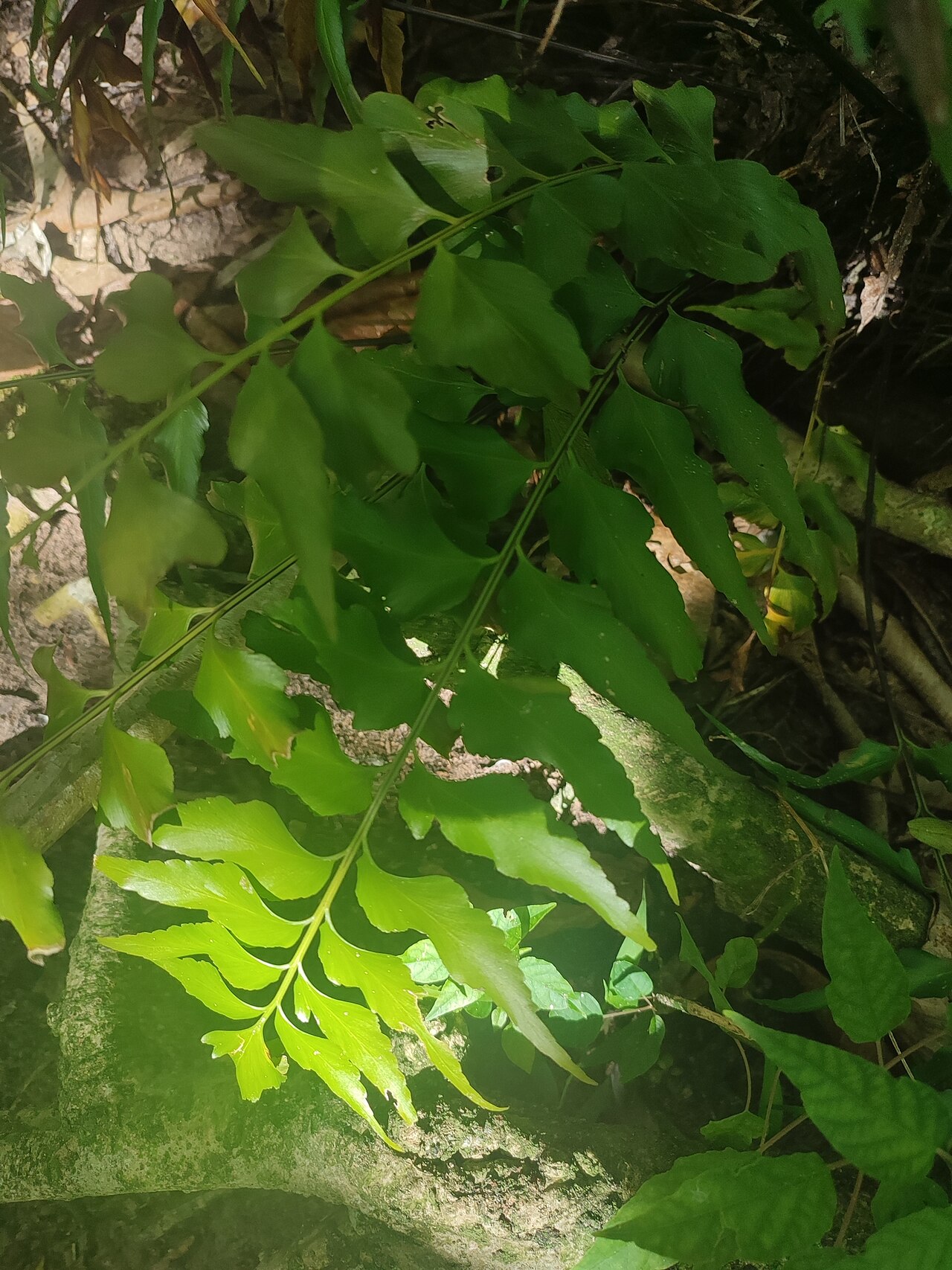 Asplenium macrophyllum: Asplenium macrophyllum in British Indian Ocean Territory