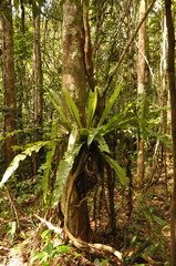 Asplenium mauritianum (Asplenium mauritianum)