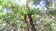 Asplenium mauritianum (Asplenium mauritianum)