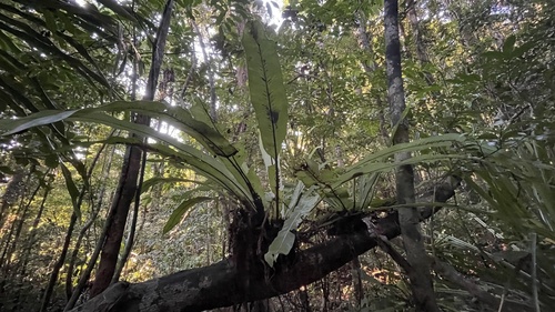 Asplenium mauritianum (Asplenium mauritianum)